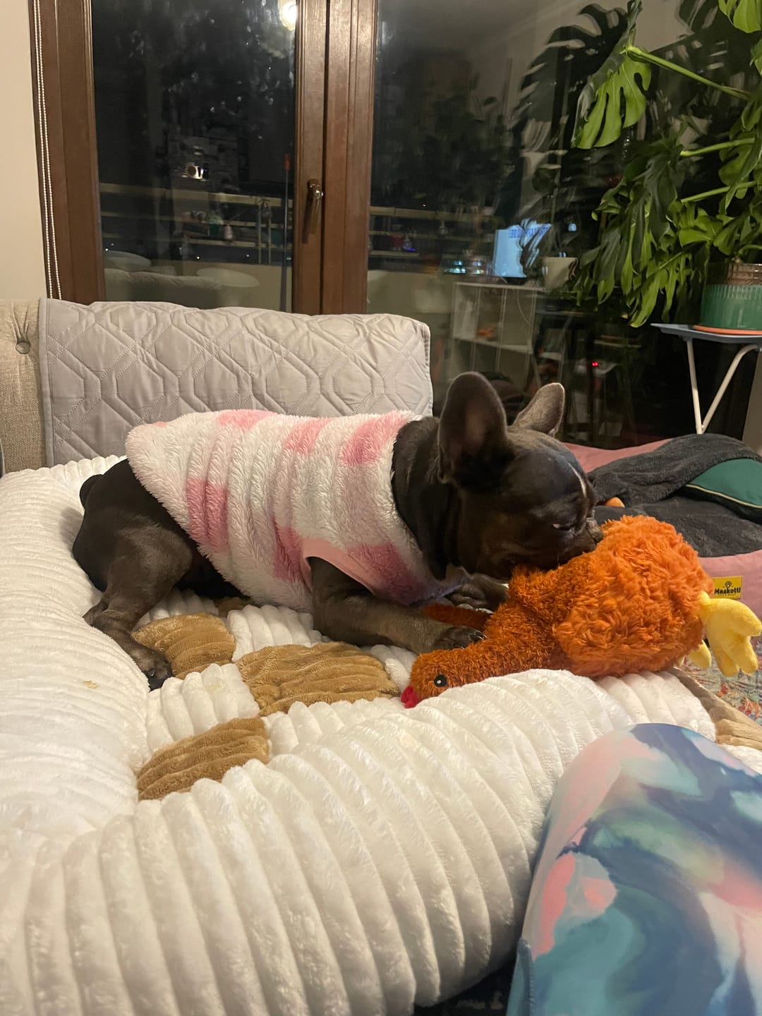 Customer photo review of Gallina Divertida