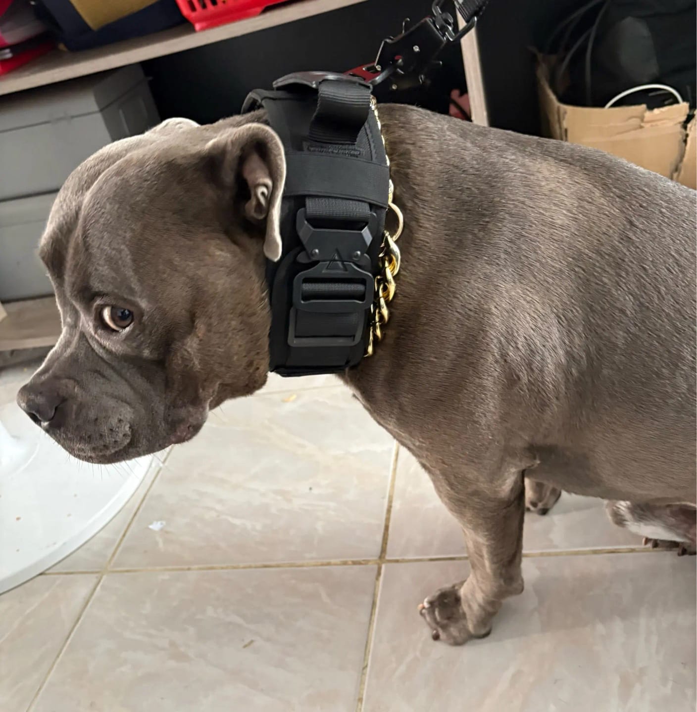 Customer photo review of 2.5" ProGuard Collar