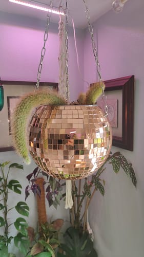Customer photo review of Cleistocactus colademononis | Monkey Tail Cactus