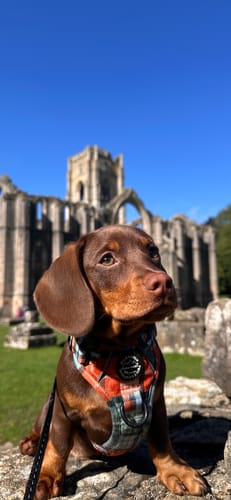 Customer photo review of Tough Trails™ Harness - Harvest Plaid