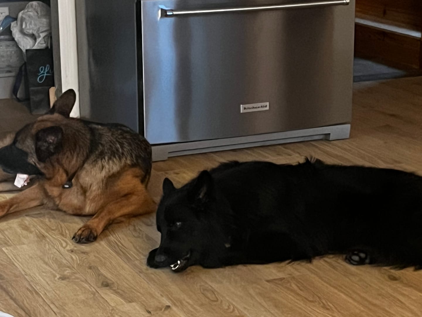 Customer photo review of K9 Choice - Os pour chien congelé - 3lb