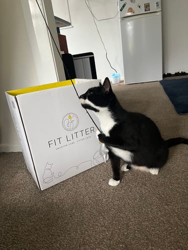 Customer photo review of Fit Litter
