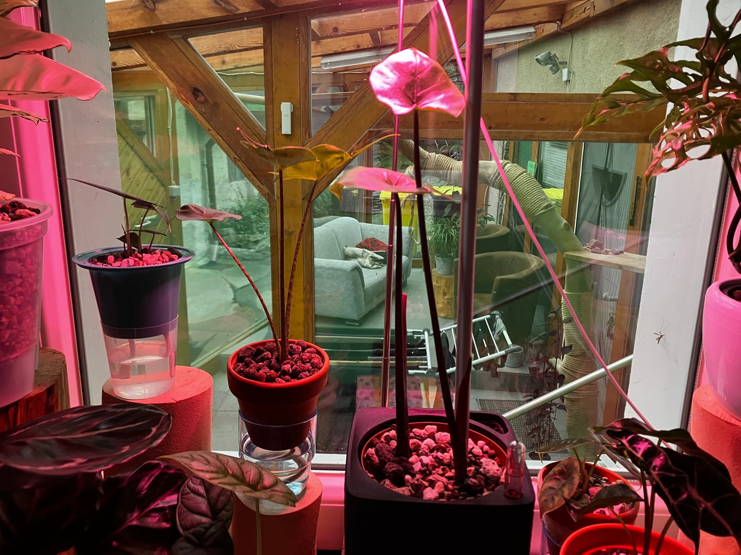 Customer photo review of ALOCASIA DARK STAR