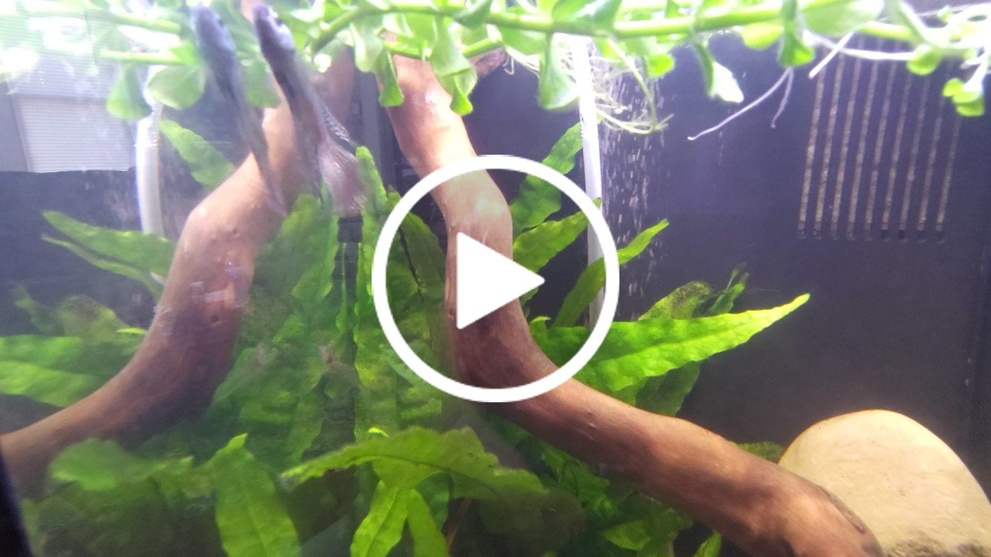 Customer video review of Copper Spade Tail Wild Betta Splendens Male