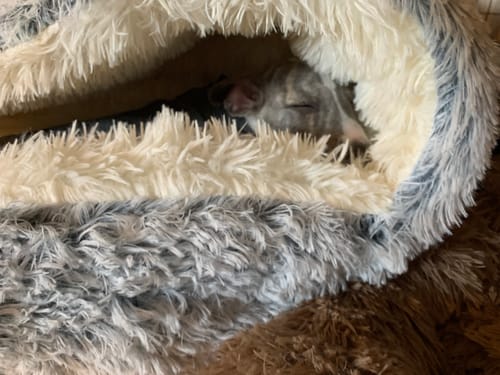 Customer photo review of Super Plush Cove Bed