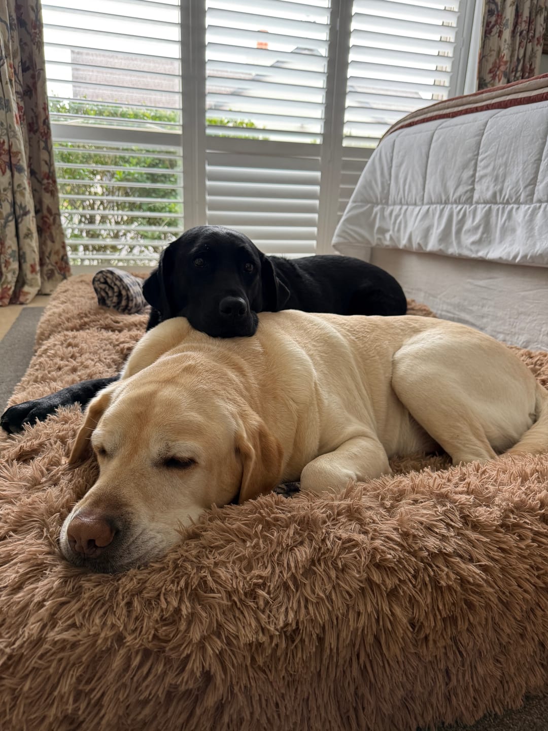 Customer photo review of Calming Cover