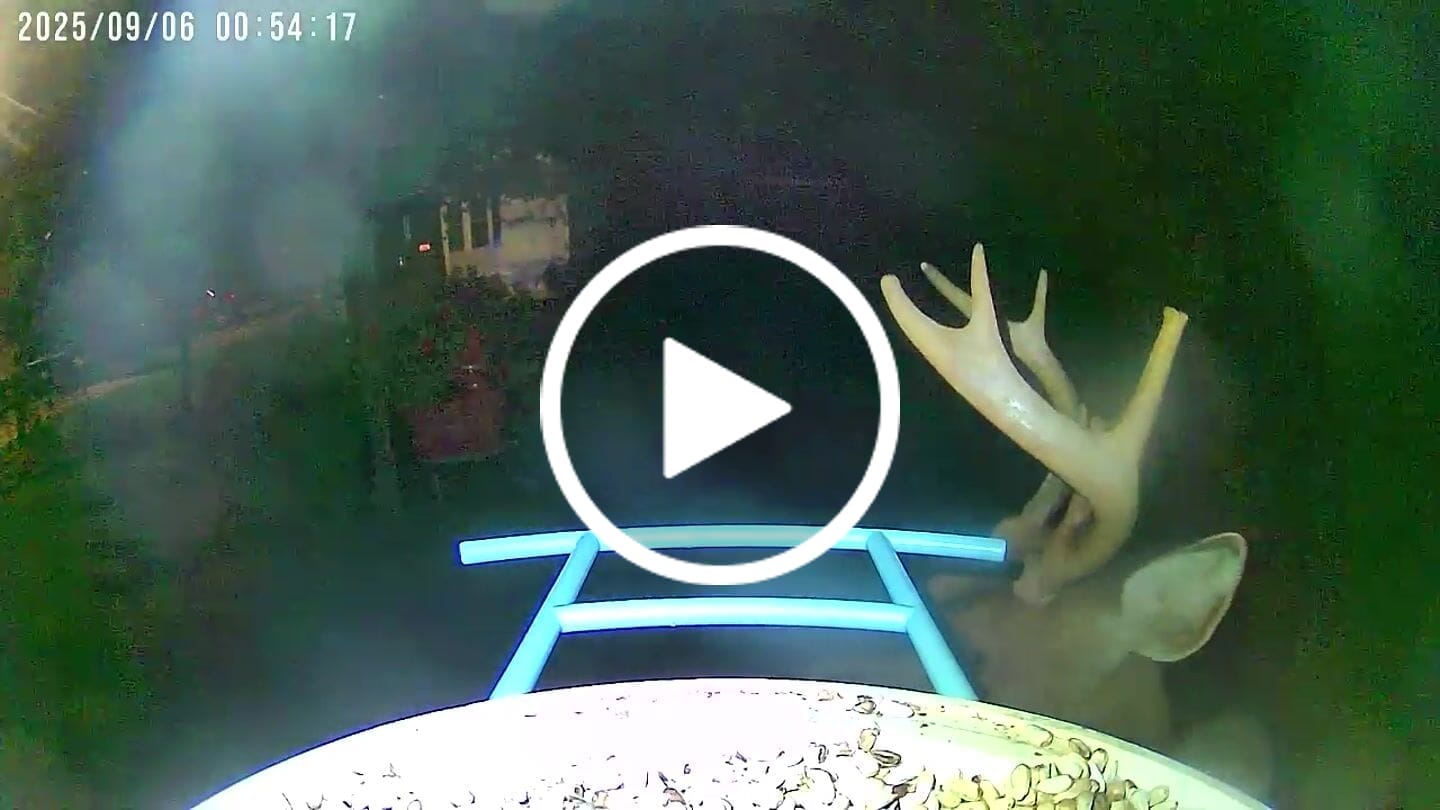 Customer video review of Birdfy Feeder - AI-Powered Smart Bird Feeder with Camera