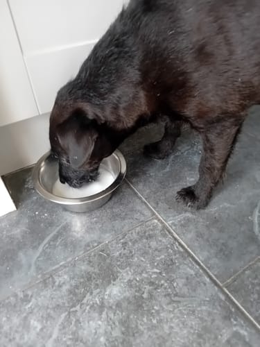 Customer photo review of Goat Milk Powder for Dogs