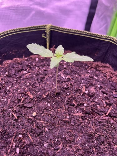 Customer photo review of Runtz x Wedding Cake  Samen Feminisiert