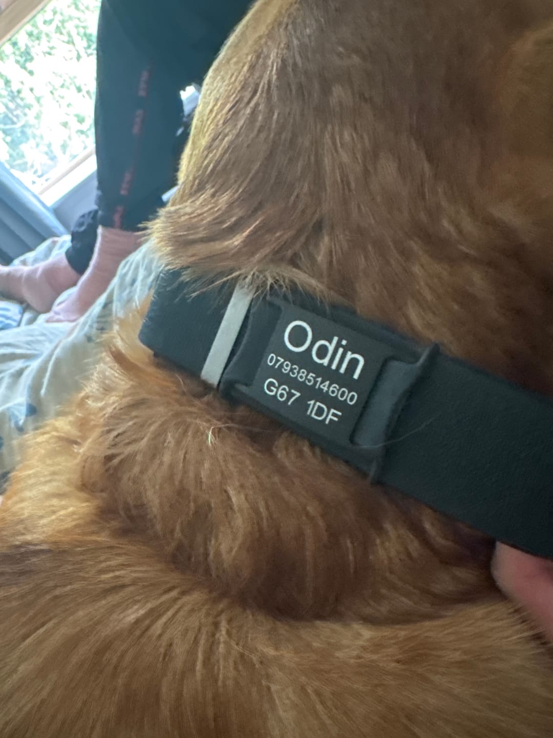 Customer photo review of Dog ID Attachment Tag (8 Colour Choices)
