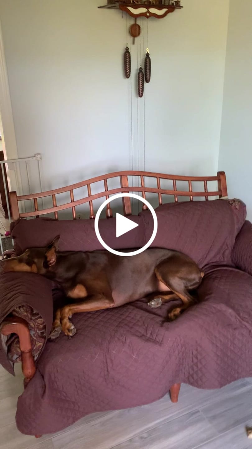 Customer video review of Classic Machine-Washable, Dryer-Safe Furniture Protector Couch Cover With Side Pockets & Back Straps (+2-In-1 Reversible Colors!)