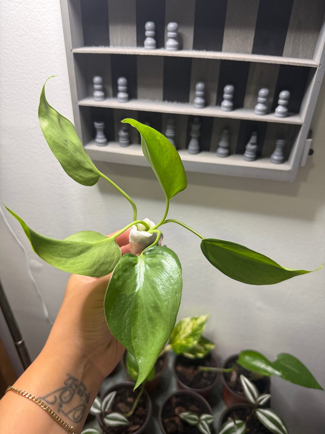 Customer photo review of Rare Brazilian philodendron CUTTINGS Or 3” Pot Easy Care Houseplant Brasil Extremely Rare variety