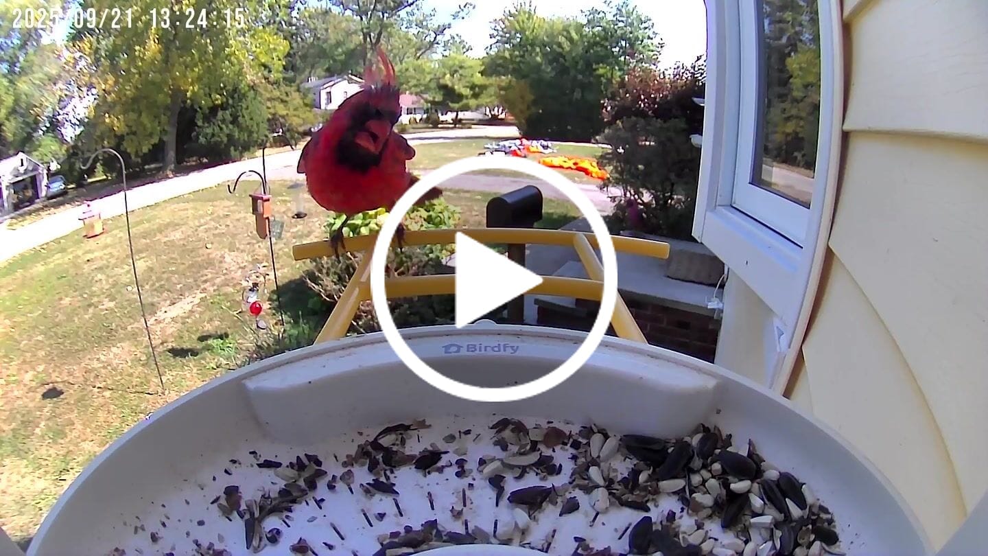 Customer video review of Birdfy Feeder - AI-Powered Smart Bird Feeder with Camera