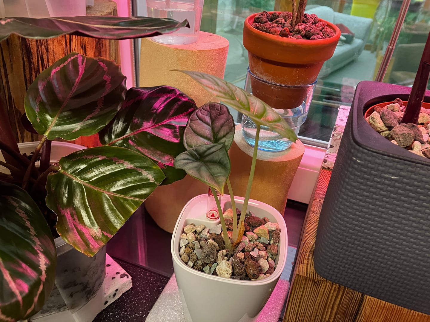 Customer photo review of ALOCASIA SILVER DRAGON