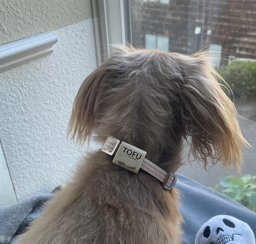 Customer photo review of Silent Slide-On ID Tag : Small 5/8"