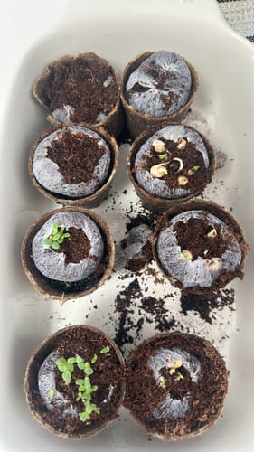 Customer photo review of Gibson & Green Gardening Grow Kits
