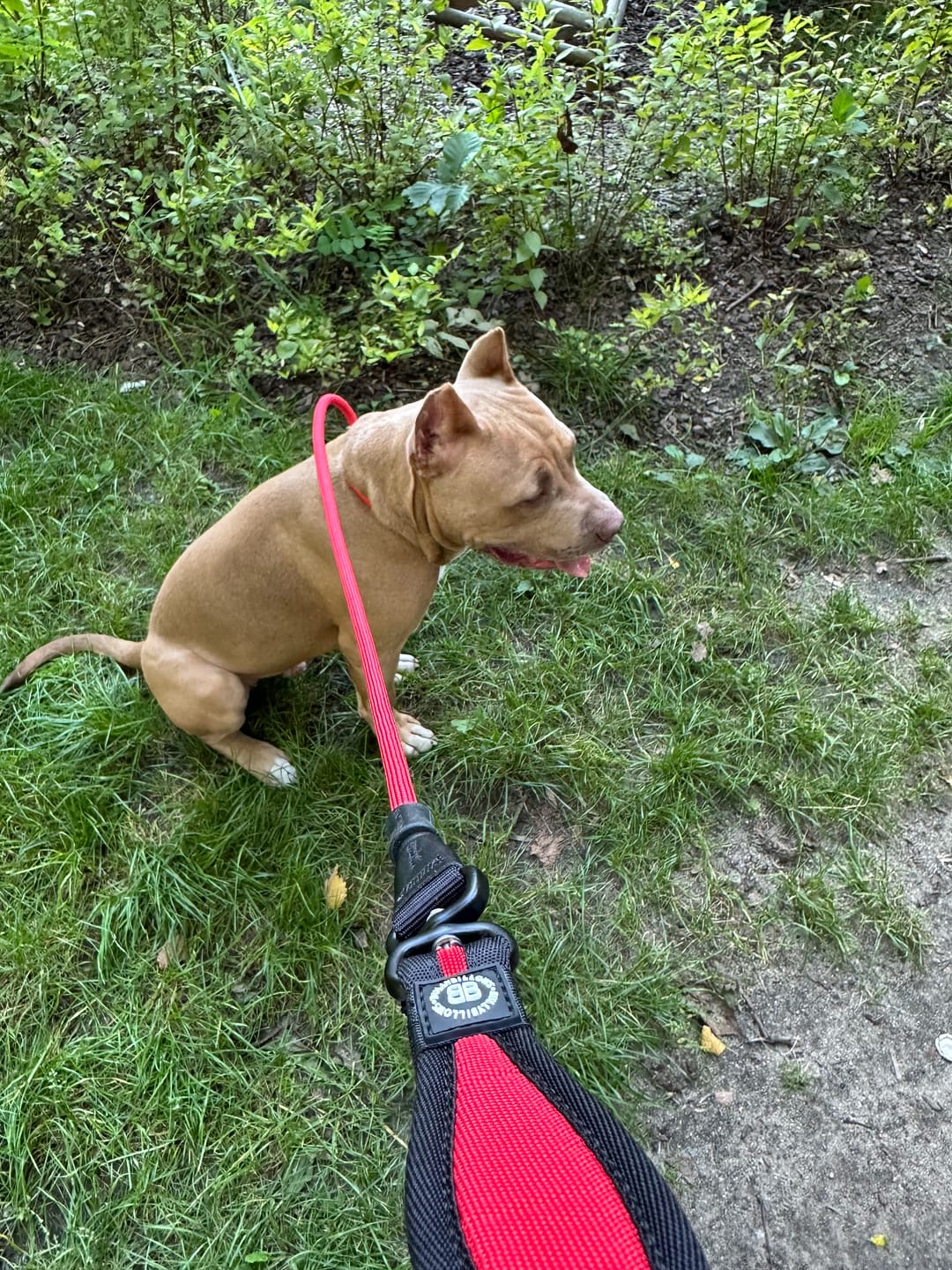 Customer photo review of Slip Training Lead | Anti Pull & No Choking -  Red