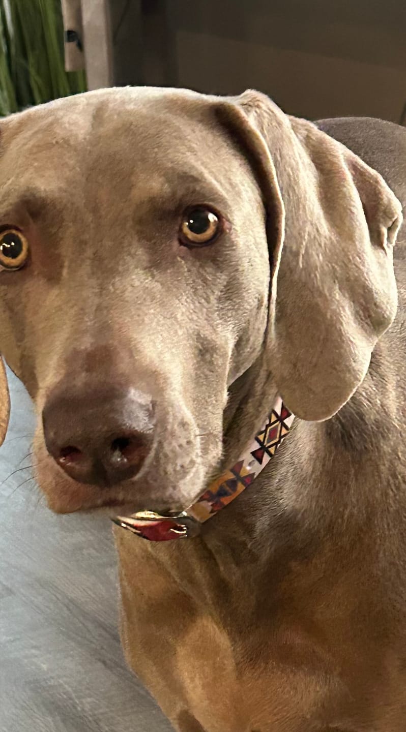 Customer photo review of Desert Dreams Dog Collar