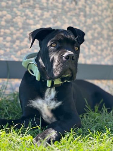 Alexandra S. review of 4cm Herringbone Combat® Collar | Handle & Rated Clip - Mint Green image 1 out of 1