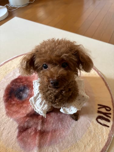 Customer photo review of FunFunPet 高機能ハーネス（お名前タグ作成サービス付き）