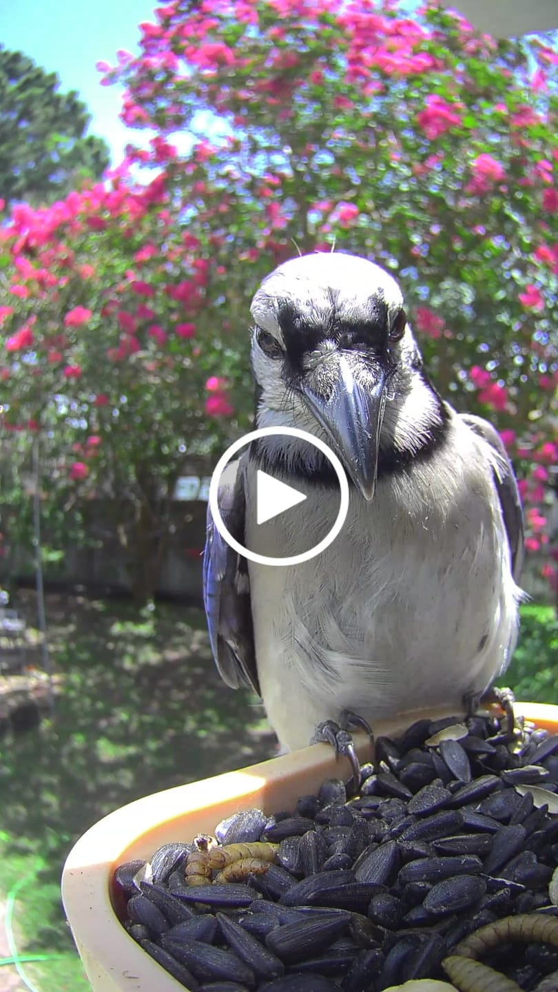 Customer video review of Birdfy Feeder Wood - Wooden Smart Bird Feeder with Camera
