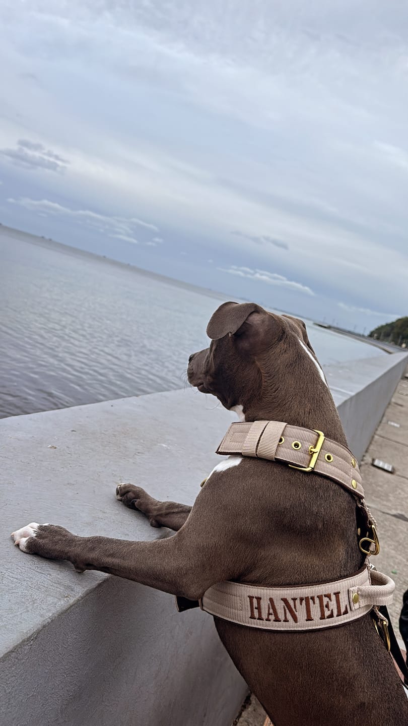 Customer photo review of Szelki dla psa typu guard z imieniem - Personal Harness