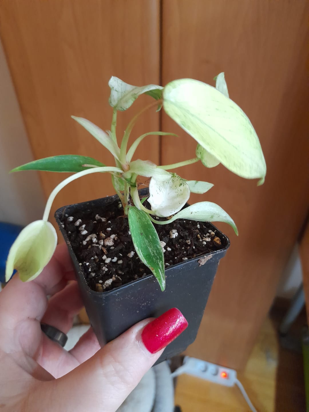 Customer photo review of PHILODENDRON FLORIDA GHOST