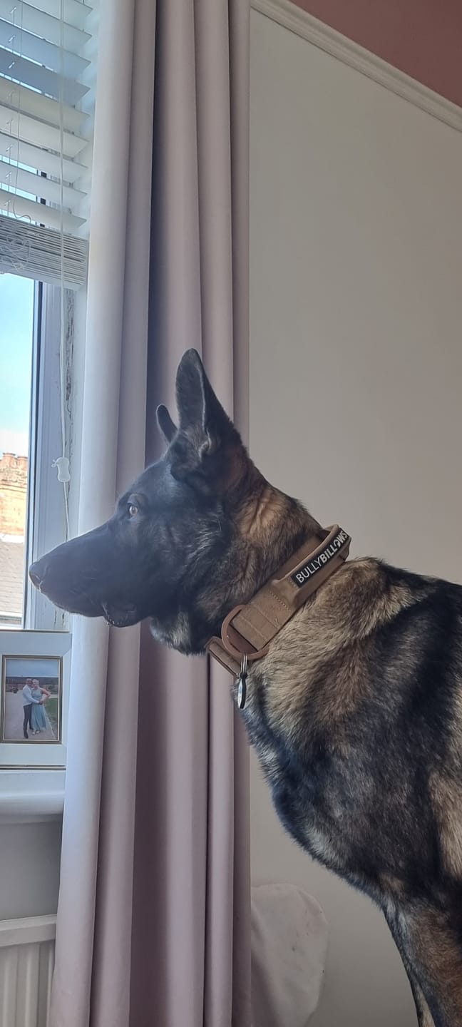Customer photo review of 5cm Lighter Combat® Collar | With Handle Secure Clip - Tan x Tan