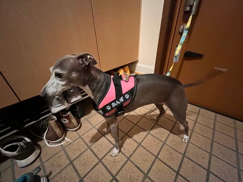 Customer photo review of FunFunPet 高機能ハーネス（お名前タグ作成サービス付き）