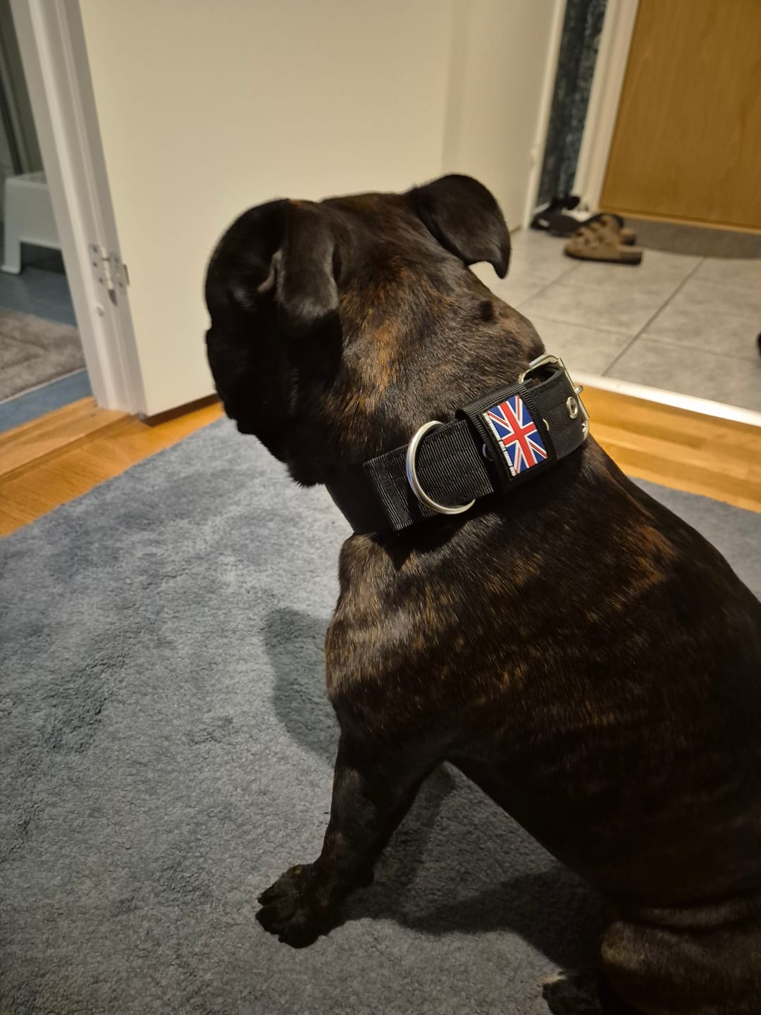 Customer photo review of Staffordshire Bull Terrier 1935® Nylon Collar - Black