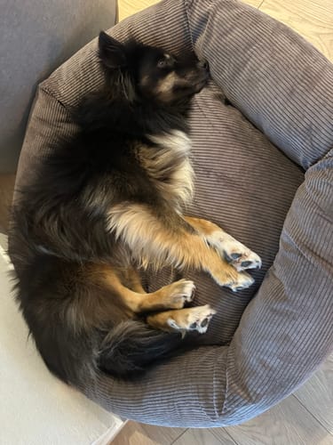 Customer photo review of Staey - Luna 3.0 Hundeseng, Taupe Fløjl