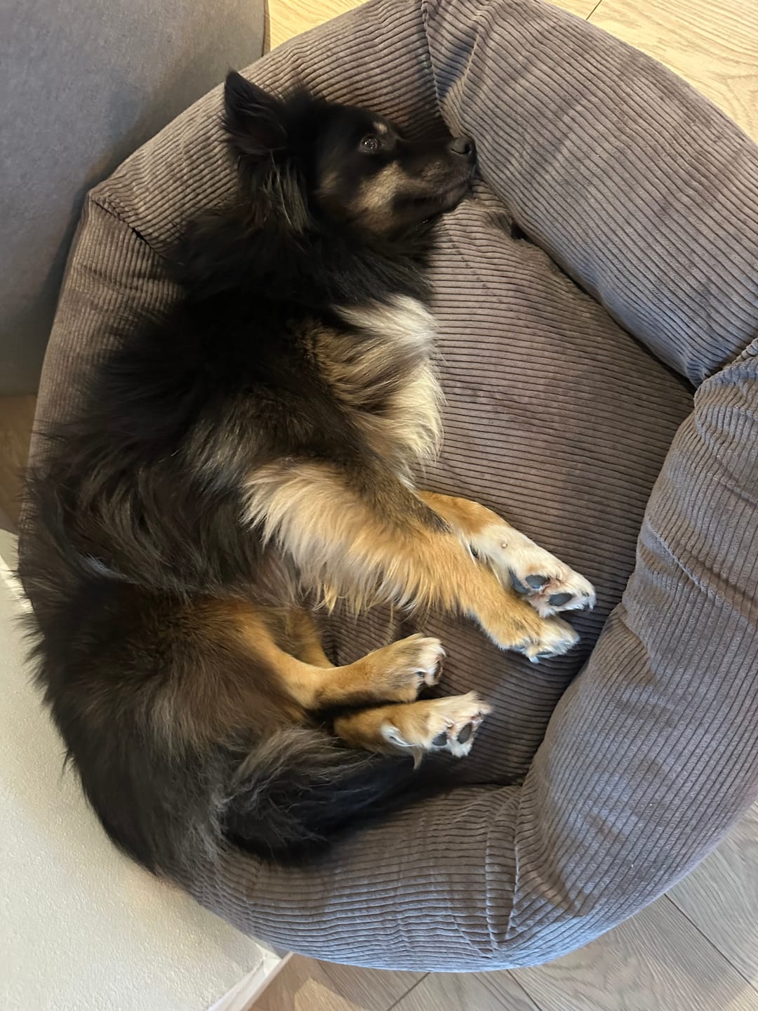 Customer photo review of Staey - Luna 3.0 Hundeseng, Taupe Fløjl