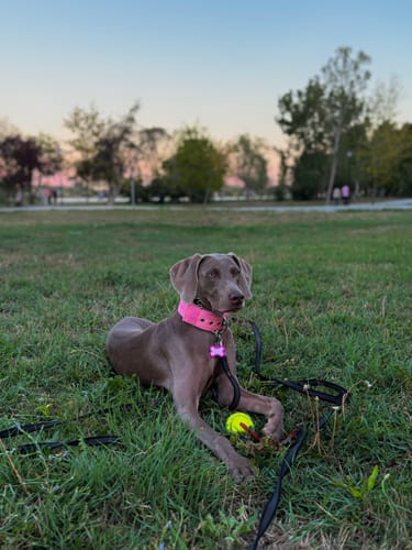 Diana D. review of 5cm Pin Buckle Collar | NO Handle - Pink image 1 out of 1