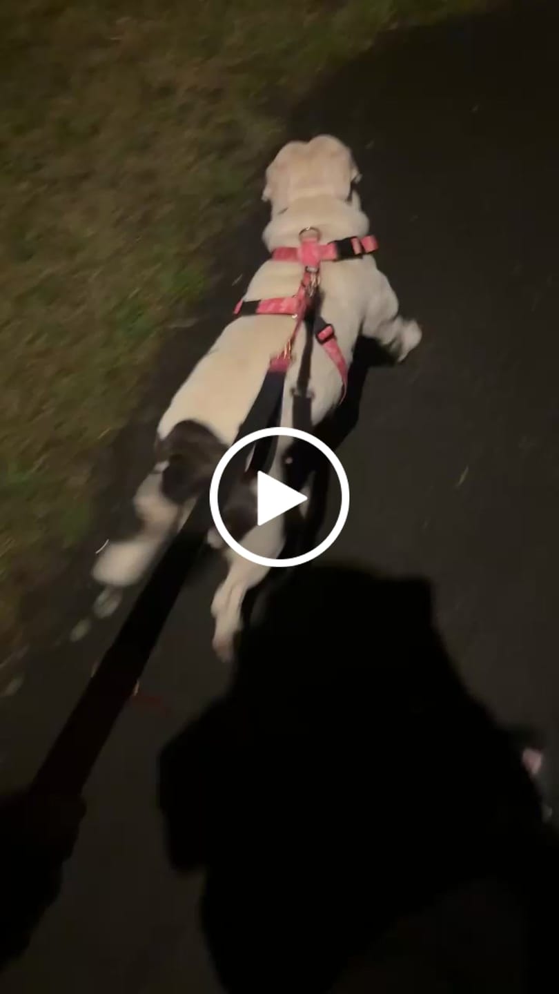 Customer video review of Comfort Premium Harness | Non Restrictive - Bubblegum