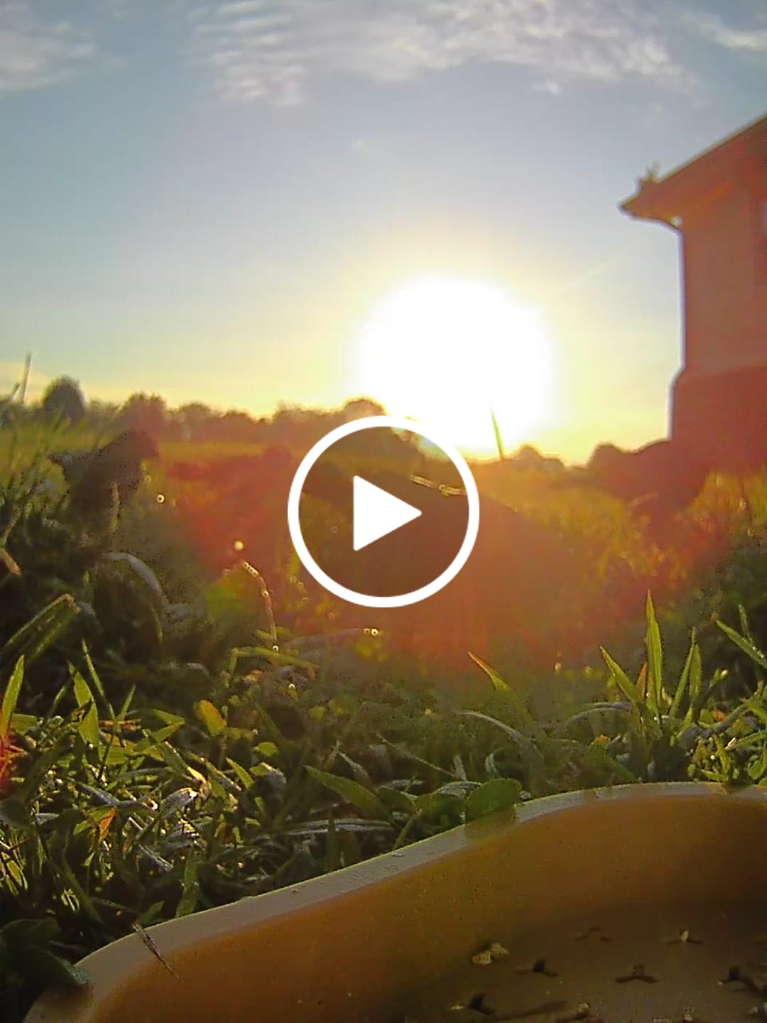 Customer video review of Birdfy Feeder Wood - Wooden Smart Bird Feeder with Camera