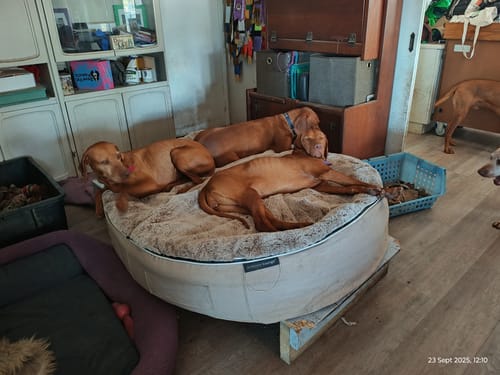 Robyn H. review of XXL Rebound Foam Mattress Dog Bed - Interior/Outdoor image 1 out of 1