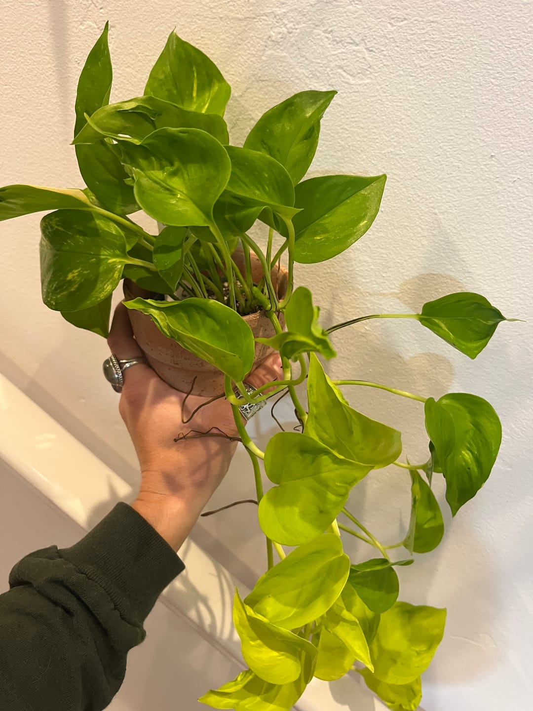 Customer photo review of Pothos Epipremnum aureum 'Champs-Élysées'