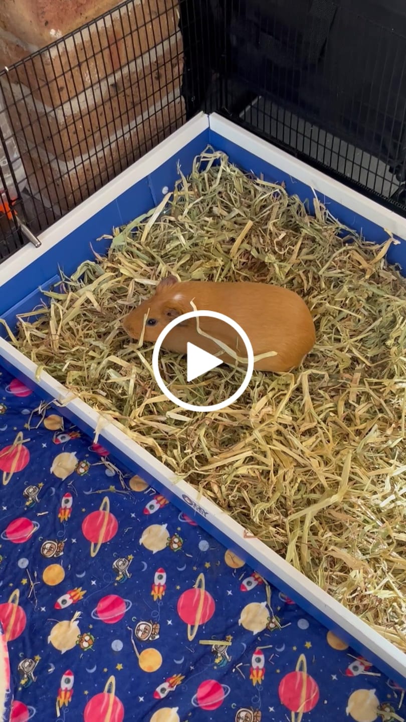 Customer video review of Guinea Pig Cage Kitchen - Ozzy C&C Cages