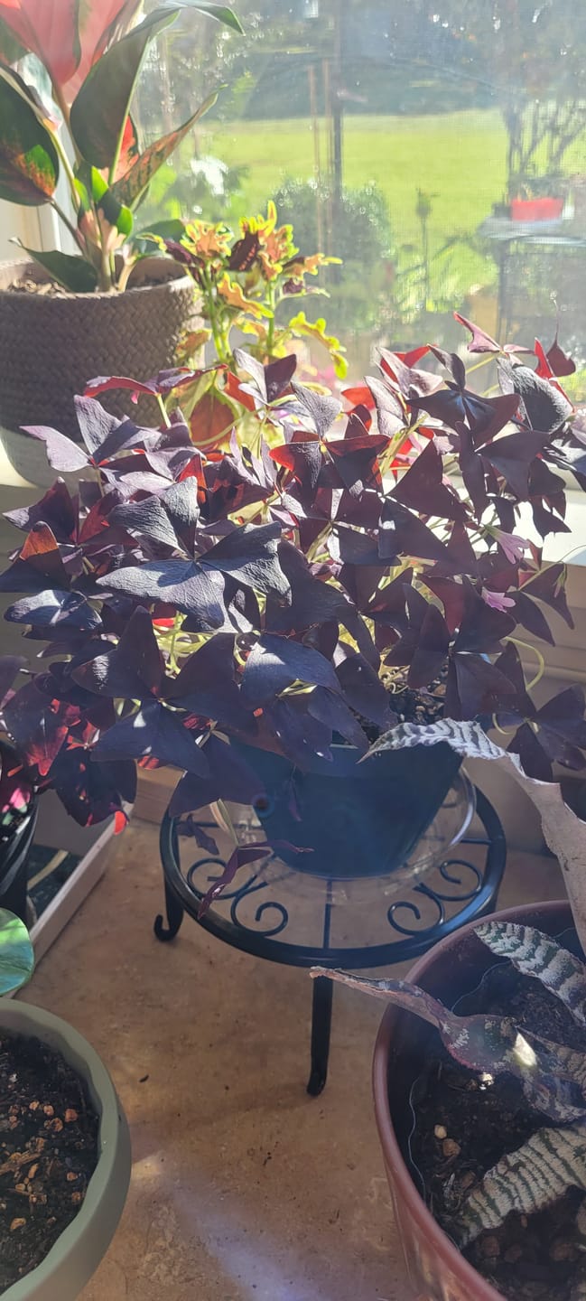 Customer photo review of Oxalis triangularis 'Ebony Allure'