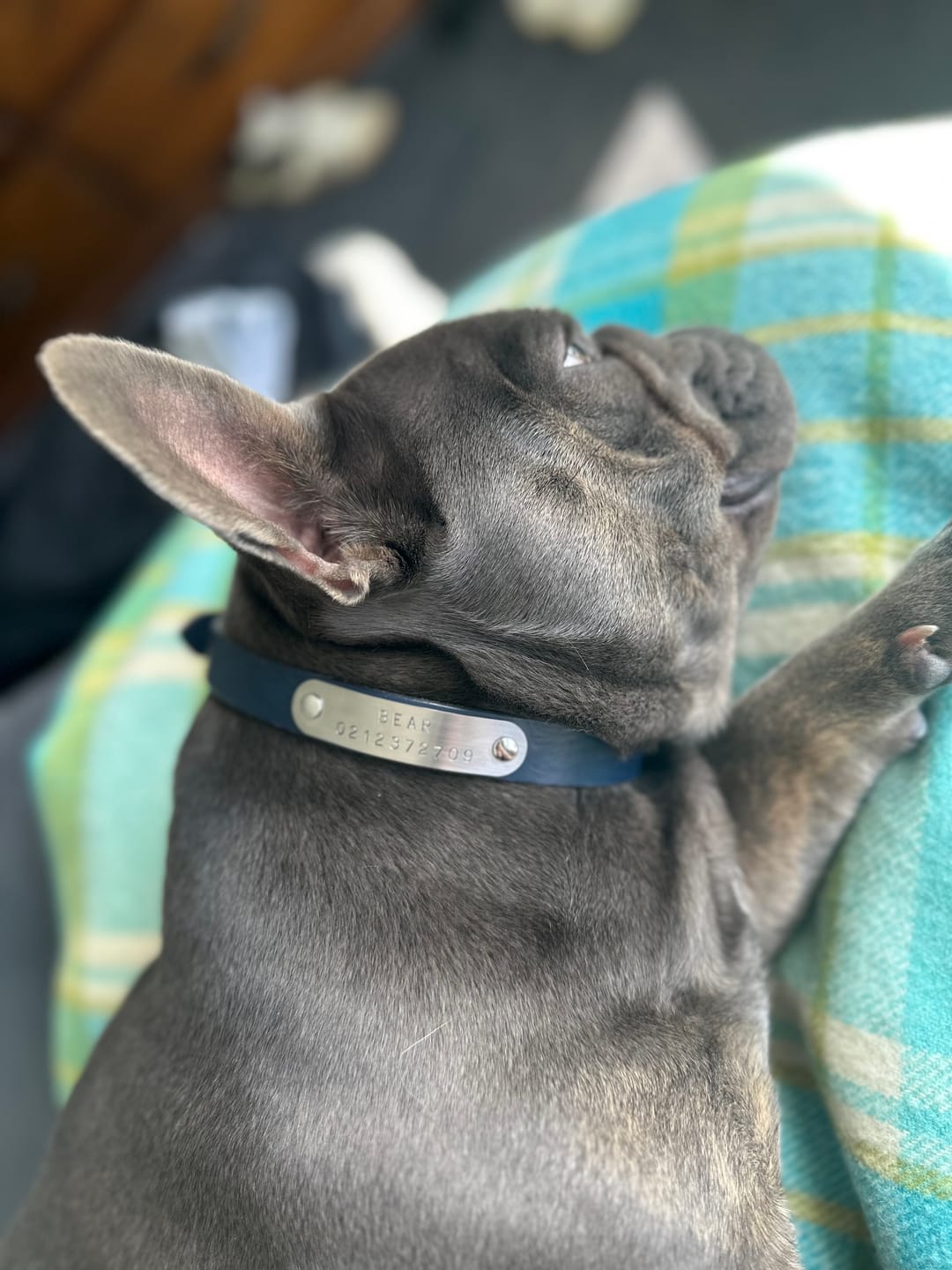 Customer photo review of Classic Buckle Leather Dog Collar - Custom Sized