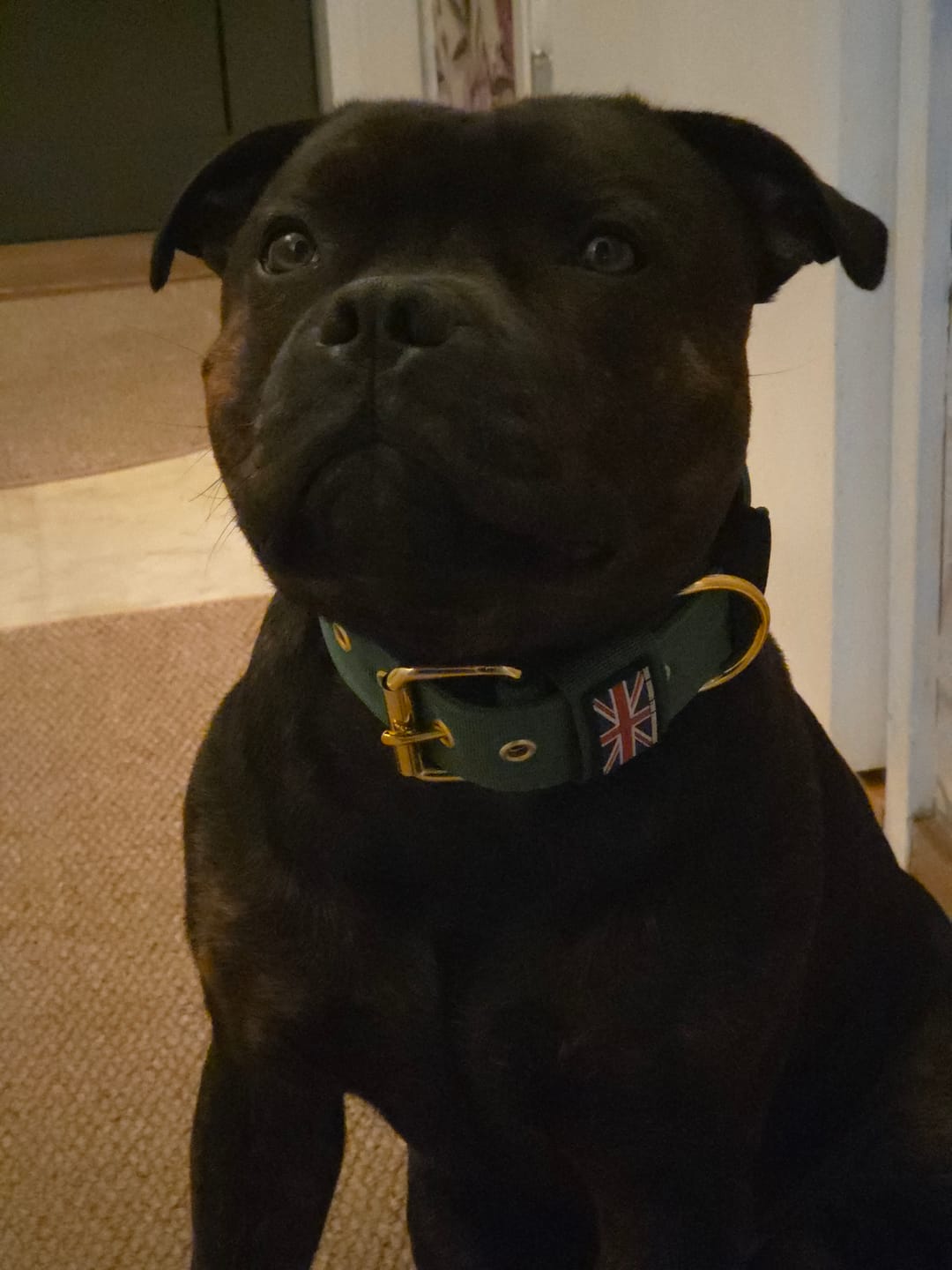 Customer photo review of Staffordshire Bull Terrier 1935® Nylon Collar - Pine Green