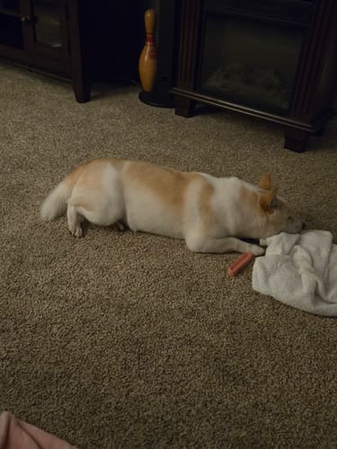 Customer photo review of 4-Stick Yak Chew Pack – Mint, Banana, Strawberry & Pumpkin