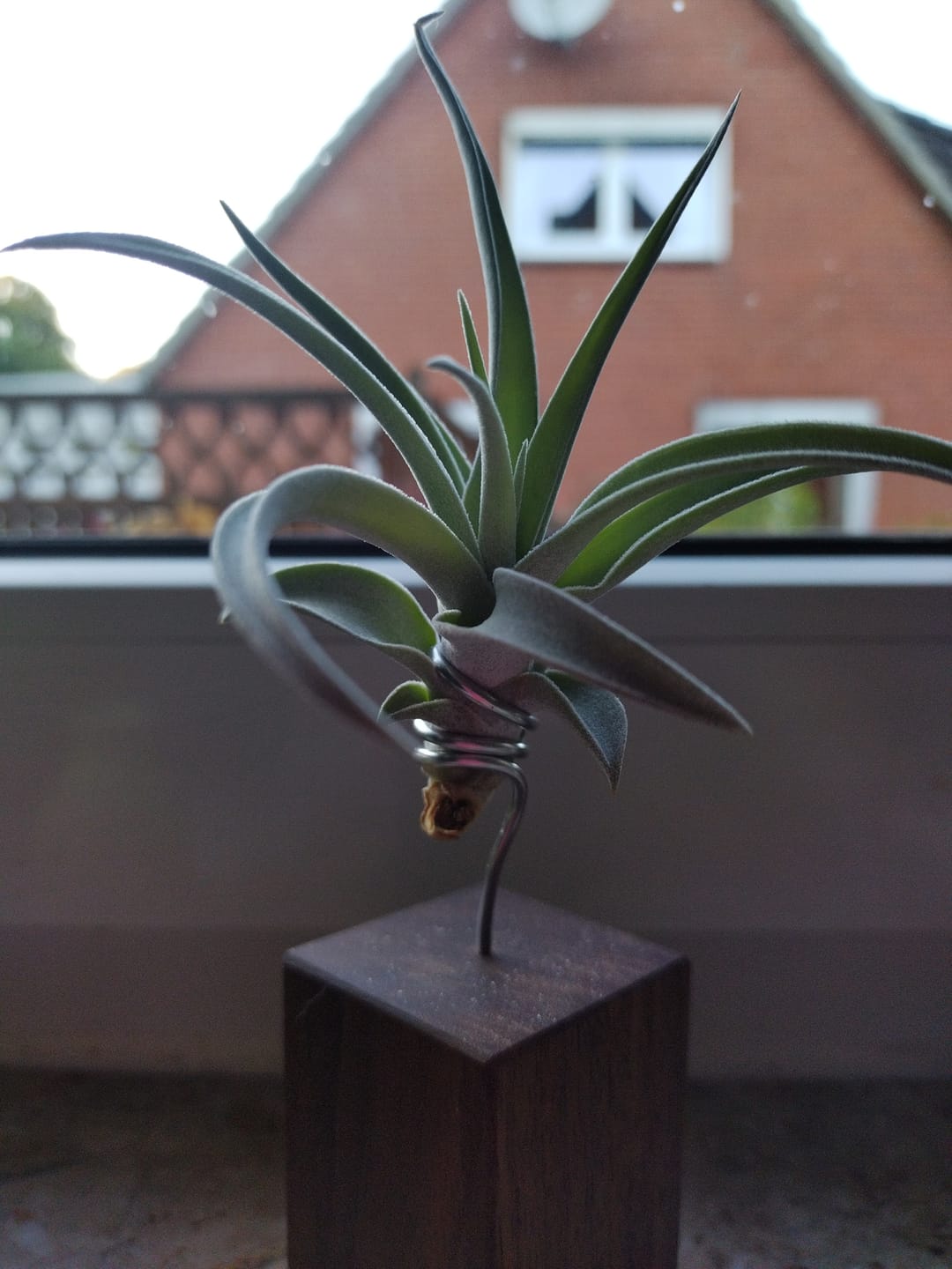Customer photo review of Tilly Xylo - Nußbaum