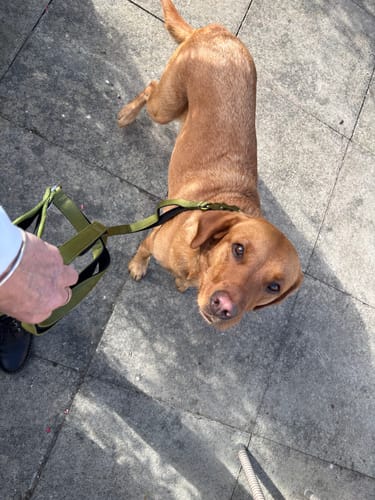 Anne O. review of Ladder Combat® Multiple Handles Lead - Olive Green image 1 out of 1