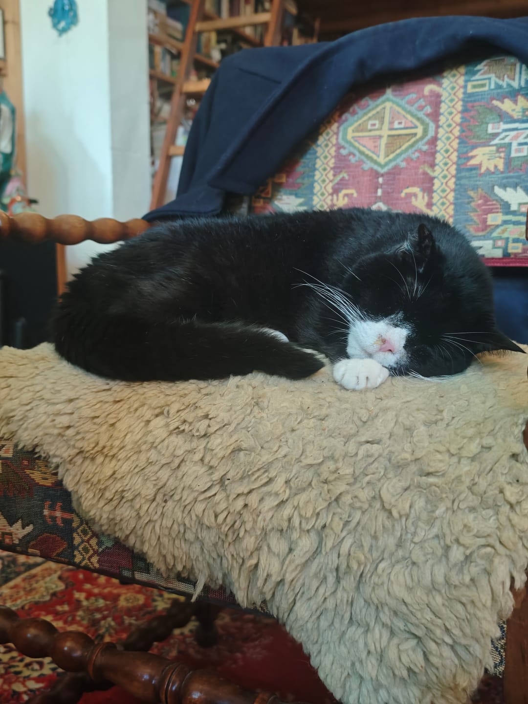 Customer photo review of Katzen Gesundheits Ratgeber von Majescats