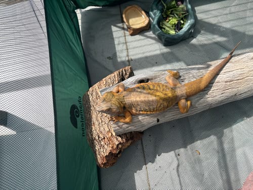 Customer photo review of PUC1000