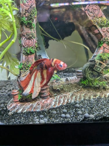 Customer photo review of Mix Galaxy Halfmoon Male Betta Fish High Grade | Buy 4 Get 1 Free | Mystery Betta
