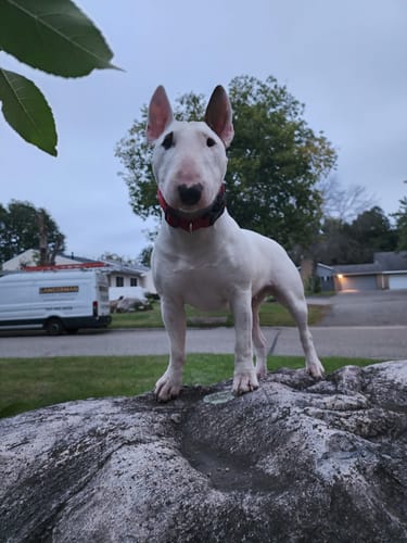 Eric C. review of Slip on Harness | Foam Padded - Black x Orange image 1 out of 1