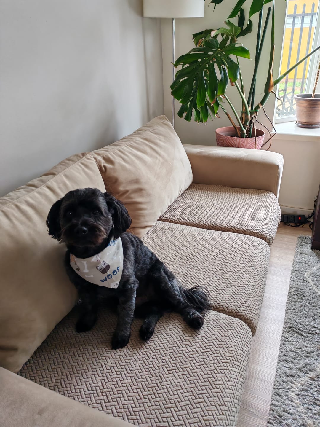 Customer photo review of Funda mágica cubre sofa