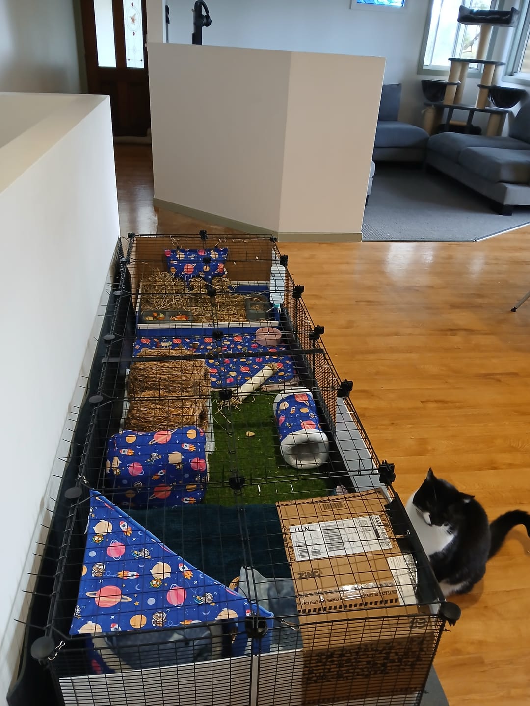 Customer photo review of Ozzy Pets Grass Hay for Guinea Pigs